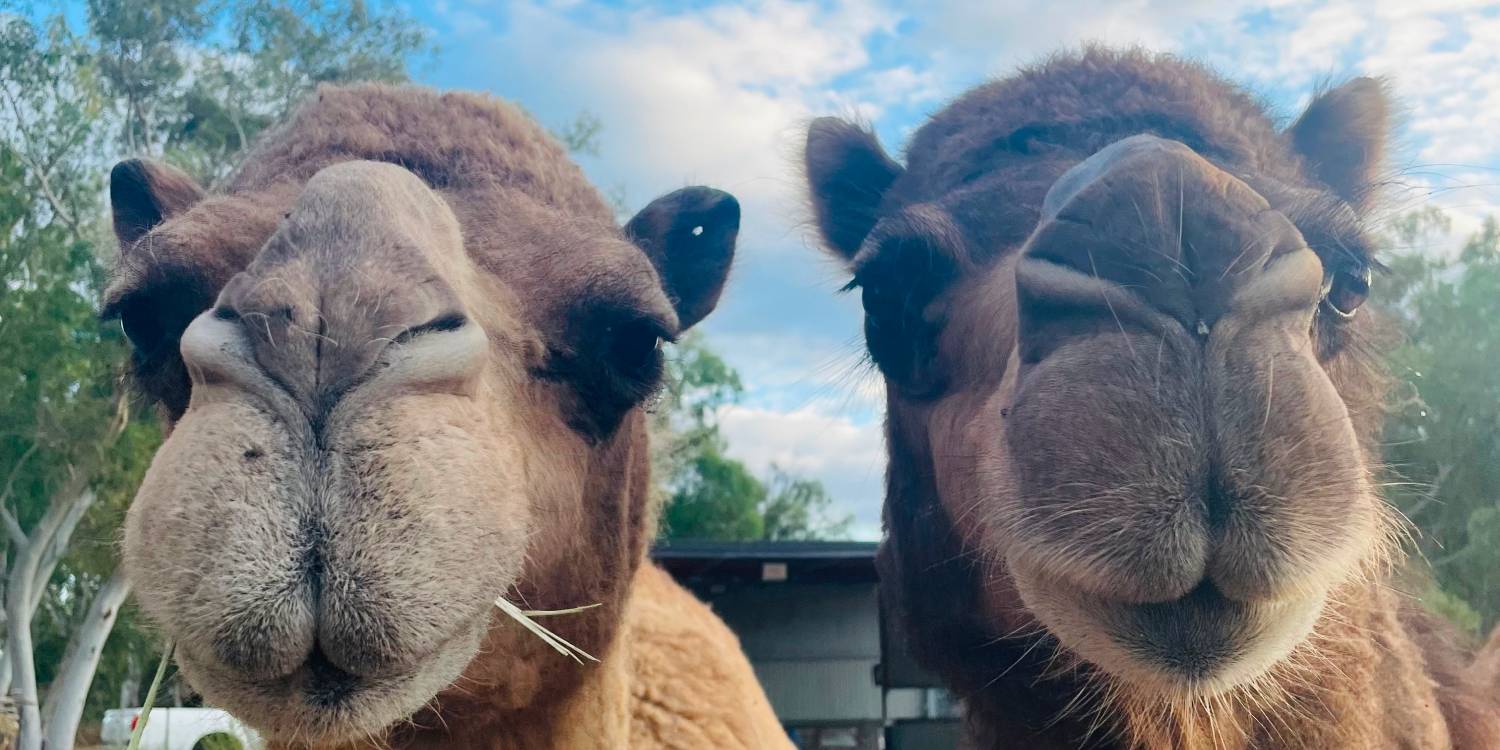 Swan Valley Mystery Picnic and Camel Encounter