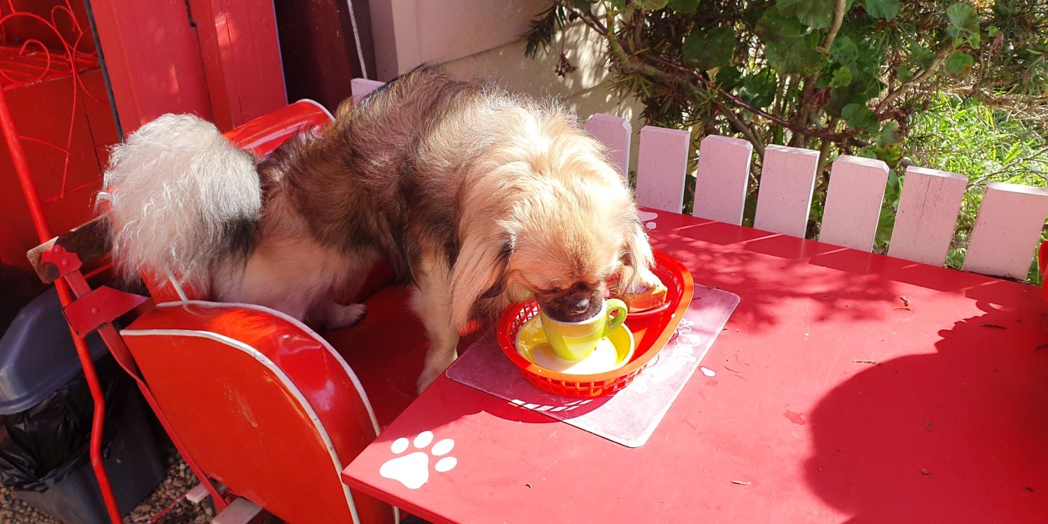 Doggy Day Out