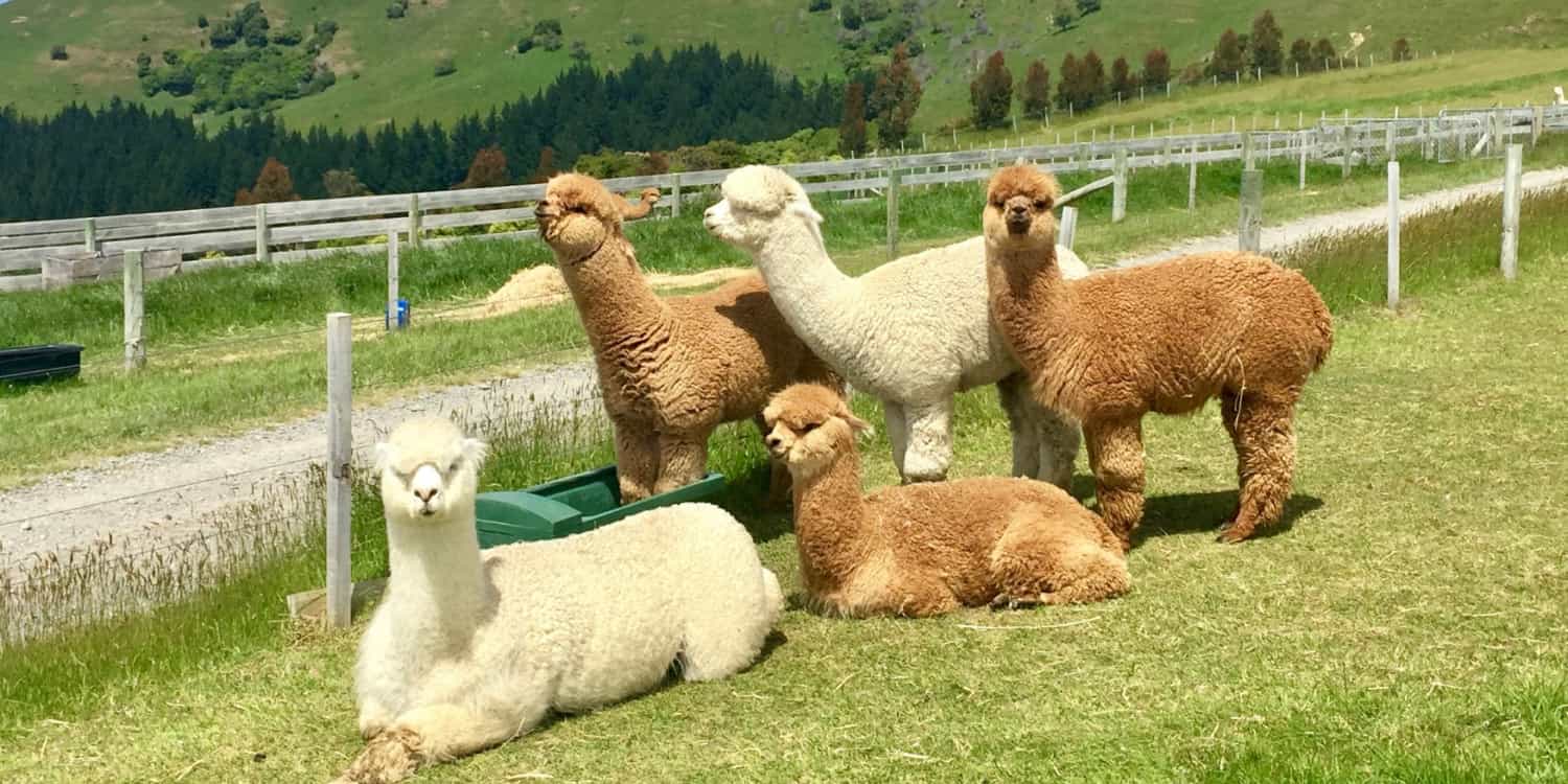 Yass Valley Family Mystery Picnic and Alpaca Adventure